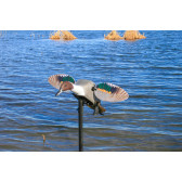 MOJO Elite Series Pintail lokkefugl