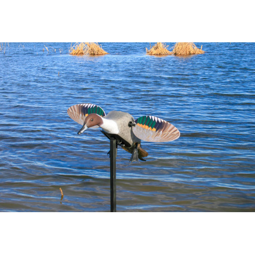 MOJO Elite Series Pintail lokkefugl