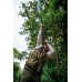 Seeland Wenlock Vest – Light Pine