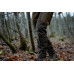 Seeland Venture Edge Bukser – Pine green
